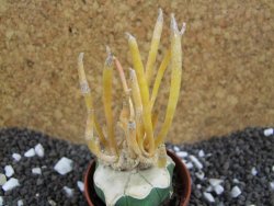 Astrophytum caput medusae aurea, pot 5,5 cm - 12393964