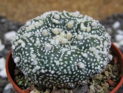 Astrophytum Hanazano Kabuto kiko, pot 5,5 cm - 12393995