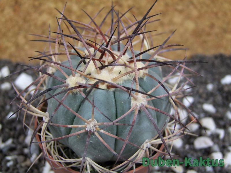 Echinocactus horizonthalonius El Hundido, pot 7 cm - 12394002