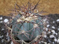 Echinocactus horizonthalonius El Hundido, pot 7 cm