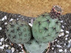 Tephrocactus geometricus pot 5,5 cm - 12394040