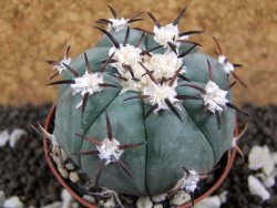 Echinocactus horizonthalonius, pot 7 cm