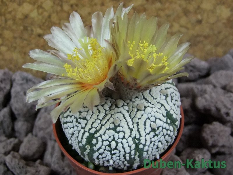 Astrophytum Super Kabuto pot 5,5 cm - 12394106