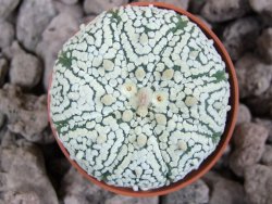 Astrophytum Super Kabuto pot 5,5 cm - 12394109