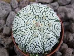 Astrophytum Super Kabuto pot 5,5 cm - 12394111