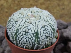 Astrophytum Super Kabuto pot 5,5 cm - 12394112