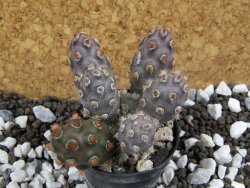 Tephrocactus molinensis La Merced Salta, pot 5,5 cm