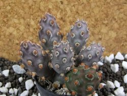 Tephrocactus molinensis La Merced Salta, pot 5,5 cm - 12394142