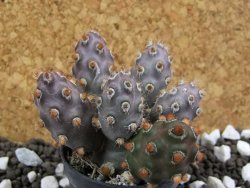 Tephrocactus molinensis La Merced Salta, pot 5,5 cm - 12394143