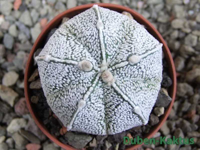 Astrophytum X Hanazano Kabuto, pot 5,5 cm - 12394204