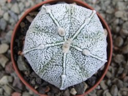 Astrophytum X Hanazano Kabuto, pot 5,5 cm - 12394205