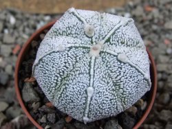 Astrophytum X Hanazano Kabuto, pot 5,5 cm - 12394206
