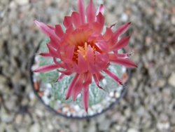 Astrophytum  asterias X oibo red flower, akabana, pot 5,5 cm - 12394265
