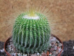 Eriocactus leninghausii inermis pot 9 cm - 12394308
