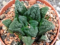 Ariocarpus fissuratus hintonii Matehuala pot 5,5 cm Cites IA - 12394551