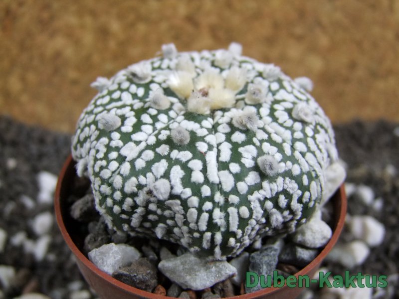 Astrophytum Super Kabuto pot 6,5 cm - 12394573