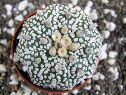 Astrophytum Super Kabuto pot 6,5 cm - 12394570