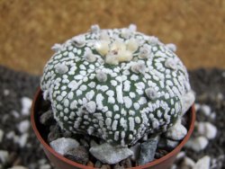 Astrophytum Super Kabuto pot 6,5 cm