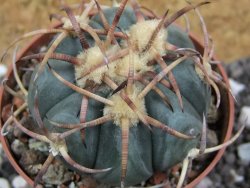 Echinocactus horizonthalonius Jacales, pot 6,5 cm