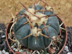 Echinocactus horizonthalonius Jacales, pot 6,5 cm - 12394601