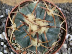 Echinocactus horizonthalonius Jacales, pot 6,5 cm - 12394602
