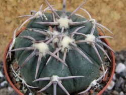 Echinocactus horizonthalonius Carazone d´Mol pot 6,5 cm - 12394608