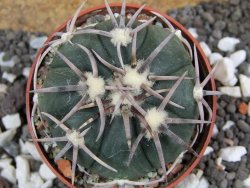 Echinocactus horizonthalonius Carazone d´Mol pot 6,5 cm - 12394611