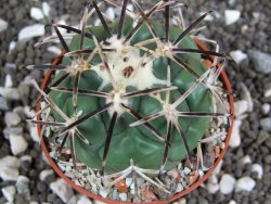 Coryphantha poselgeriana Escalon Chih. pot 6,5 cm - 12394791