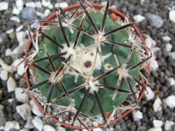 Coryphantha poselgeriana Escalon Chih. pot 6,5 cm - 12394792