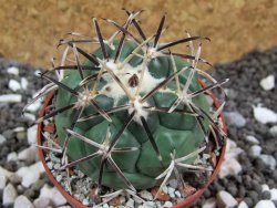 Coryphantha poselgeriana Escalon Chih. pot 6,5 cm - 12394793