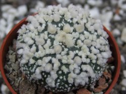 Astrophytum Hanazano Kabuto pot 5,5 cm - 12394820