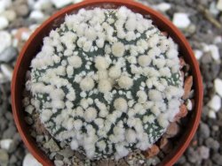 Astrophytum Hanazano Kabuto pot 5,5 cm - 12394822