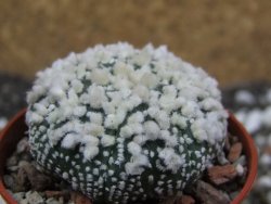 Astrophytum Hanazano Kabuto pot 5,5 cm - 12394824