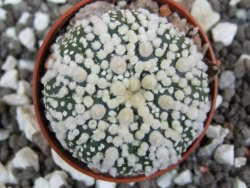 Astrophytum Hanazano Kabuto pot 5,5 cm - 12394825