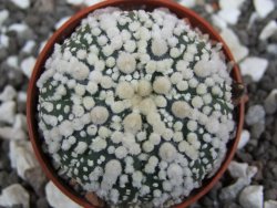 Astrophytum Hanazano Kabuto pot 5,5 cm - 12394826