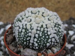 Astrophytum Hanazano Kabuto pot 5,5 cm - 12394829