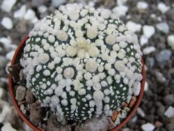 Astrophytum Hanazano Kabuto pot 5,5 cm - 12394830
