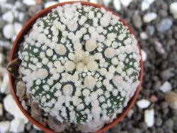 Astrophytum Hanazano Kabuto pot 5,5 cm - 12394831