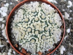 Astrophytum Hanazano Kabuto pot 6,5 cm - 12394835