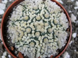 Astrophytum Hanazano Kabuto pot 6,5 cm - 12394836