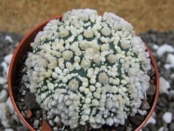 Astrophytum Hanazano Kabuto pot 6,5 cm - 12394837