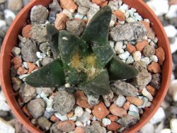 Ariocarpus scapharostrus pot 5,5 cm - 12394851