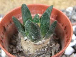 Ariocarpus scapharostrus pot 5,5 cm - 12394852