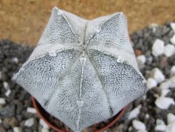 Astrophytum coahuilense snow (Super Coahuilense), pot 5,5 cm - 12394854