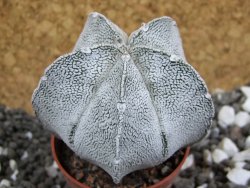 Astrophytum coahuilense snow (Super Coahuilense), pot 5,5 cm - 12394855