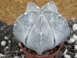 Astrophytum coahuilense snow (Super Coahuilense), pot 5,5 cm - 12394856