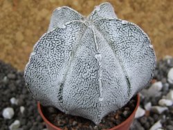 Astrophytum coahuilense snow (Super Coahuilense), pot 5,5 cm - 12394857