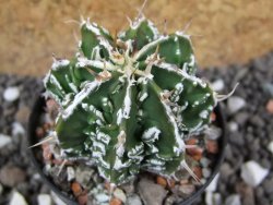 Astrophytum Dinosaur (Fukurio Hannya) pot 5,5 cm - 12394859