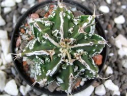 Astrophytum Dinosaur (Fukurio Hannya) pot 5,5 cm - 12394860