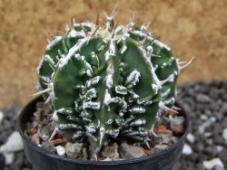 Astrophytum Dinosaur (Fukurio Hannya) pot 5,5 cm - 12394861